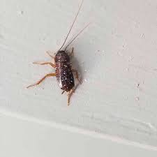 Pest control in mckinney tx is essential to keeping your home bug and pest free. Local Exterminators Killeen Belton Harker Heights Tx Stand Alone Pest Control