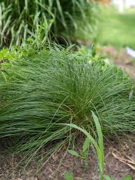 Image result for Sporobolus