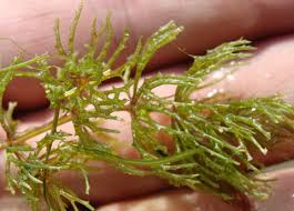 Image result for Ceratophyllaceae