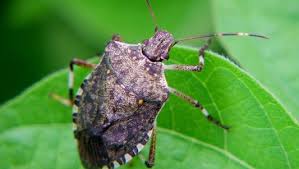 Diatomaceous earth is used to get rid of a lot of different types of insects and is a natural exterminator. Answer Man Stink Bug Population Growing How To Get Rid Of Them