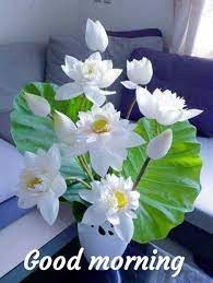 Beautiful white daisy flower good morning images. Pin On Facts