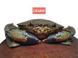 Required fields are marked *. Mud Crab Ketam Nipah Everything Else Others On Carousell