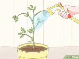 As the mites continue to feed, your plant will, in turn, become stressed. How To Get Rid Of Red Spider Mites Organically 14 Steps