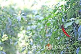 Cili ialah sejenis sayuran berbuah yang popular di kalangan penduduk malaysia. Projek Tanaman Cili Fertigasi Membuahkan Hasil Lumayan