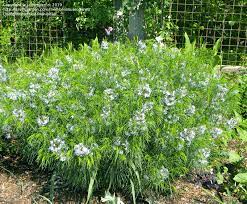 It has a bushy habit and makes a good border plant. Plantfiles Pictures Amsonia Arkansas Bluebell Hubricht S Blue Star Narrow Leaf Blue Star Stiff Blue Star Halfway To Arkansas Amsonia Hubrichtii By Sueroderus