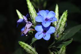 Image result for Eranthemum pulchellum