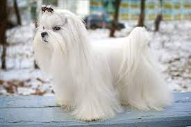 Buy teacup maltese puppy today at affordable prices with available shipping. Maltese Dog Breed Information Pictures Characteristics Facts Dogtime