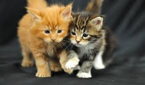 Hence your problem with apart from the usual brown tabby, maine coon kittens can actually have as many as 75 color combinations and two tabby patterns. Maine Coon Kittens For Sale Cautionary Note Maincoon Companion