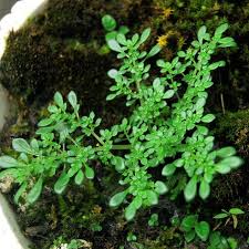 Image result for Pilea microphylla