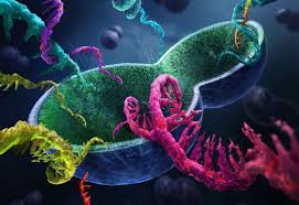 Poxviruses) early mrnas synthesized by. New Method To Study Gene Expression In Yeast Cells Embl