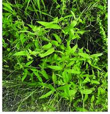 Image result for Aspilia kotschyi