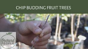 He has worked for more than 30 years bringing. Chip Budding How To Graft An Apple Tree In Less Than A Minute Youtube