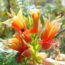 Image result for Melianthaceae