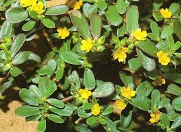 Image result for Portulacaceae