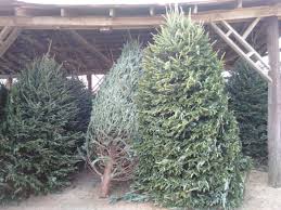 Try to find someplace where it will have lots of room to grow. Fraser Fir Christmas Trees We Have Plenty Of Trees Even Hard To Find 10 Ft Trees 1 12ft Tree Available Miller Farms Market