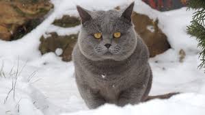 British Cat Gatti