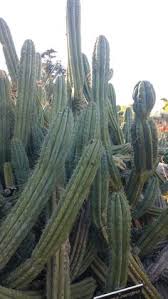 When it opens up, you this particular lady of the night lives a solitary life, rooted in a small pot under the shadow of an umbrella tree. 35 Cactus Ideas Cactus Succulents Cacti And Succulents