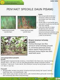 Alat semprot punggung (knapsack sprayer) a. Facebook