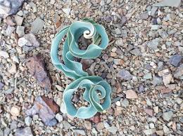 Image result for Dipcadi marlothii