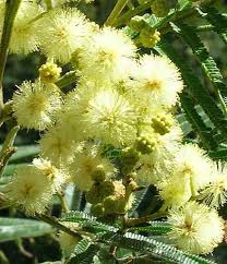 Image result for Acacia mearnsii