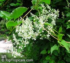 Image result for Fallopia