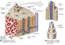A bone is composed of several tissues, predominantly a specialized connective tissue that is, itself, called bone. bones provide a framework of levers, they protect organs such as the brain and heart, their marrow forms certain blood cells, and they store and. Illustration Of Compact Bone Including Periosteum Osteons Central Canals Perforating Ca Medical Terminology Study Human Anatomy And Physiology Biology Notes
