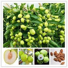 It is a common southern chinese fruit. Hot Selling Jujube Seeds Chinese Big Jujube Seeds Fruit Tree Bonsai Rare Tropical Fruit Seeds 10 Pcs Diy Home Garden Buy Online In Saint Vincent And The Grenadines At Saintvincent Desertcart Com Productid