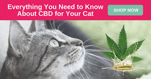 Cannabis 101 Cbd For Your Cat