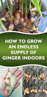 Wie Man Einen Endlosen Vorrat An Ingwer Im Haus Wachsen Lasst Avocado Healthy Nutrition Avocado Einen Endlosen Growing Ginger Ginger Benefits Herbalism
