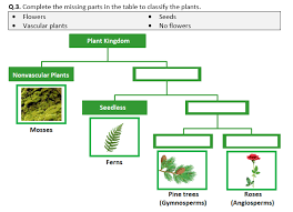 What are the characteristics of the conifers? Plant Classification Worksheet Distance Learning Teaching Resources