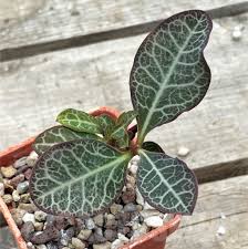 Image result for Monadenium pseudoracemosum