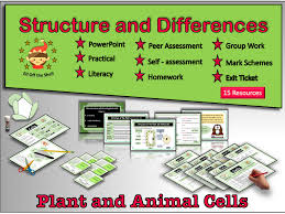 The basic structural and functional unit of all organisms. Plant And Animal Cells Structure And Differences Ks3 Teaching Resources