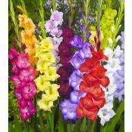 Check spelling or type a new query. Gladiolus Bulbs For Sale At Florablom Com Buy Gladiolus Bulbs Online