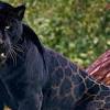 Genetically, they're also more related to domestic cats than the four big cats. 3
