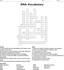 8.6 gene expression and regulation From Dna To Proteins Crossword Wordmint