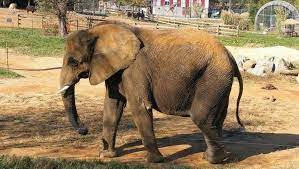 National Elephant Appreciation Day facts