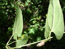 Image result for Dioscorea praehensilis