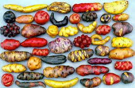 Just A Little Example Of The Loss Of Biodiversity In Our Food Supply Peruvian Potatoes From Parque De L Peruvian Potatoes Types Of Potatoes Potato Varieties