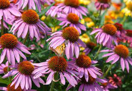 See all agents in michigan. Top Native Plants For Your Michigan Garden