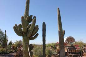 Daigynai ir sodo reikmenys, pirkiniai, gėlių parduotuvės. North Scottsdale Nursery Cactus