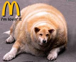 Search, discover and share your favorite fat dog gifs. Pin On Animals