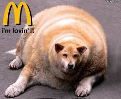 Most low fat dog foods also tend to be low in protein or high in carbs. Fat Dogs