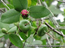 Image result for Sonneratiaceae