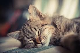 Well, a cat is nocturnal so it will sleep in day and be awake at night. Can My Cat Sleep With Me Cat Advice Purina One