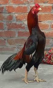 Agen Sabung Ayam Online Anda Pasti Tidak Asing Lagi Dengan Yang Namanya Ayam Bangkok Ya Ayam Ini Merupakan Ayam Yang Paling Ser Hewan Binatang Kandang Ayam