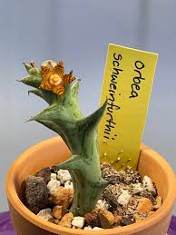 Image result for Orbea schweinfurthii