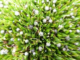 Image result for Eriocaulon abyssinicum