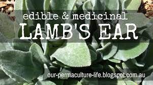 Here is the lamb's ear blooming in the spring. Edible Medicinal Ornamental Herb Lamb S Ear Our Permaculture Life