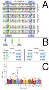 We feel that genetic testing should not be performed randomly and out of curiosity, but instead we should address the. Genomweite Assoziationsstudie Wikipedia