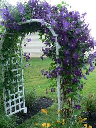 It is a great way to bring in beneficial. Pin On Gardening Outdoors